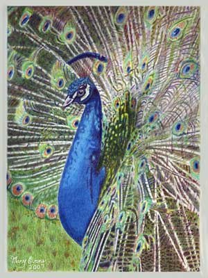 peacock in colored pencil...