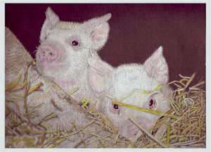 Piggies, in colored pencil